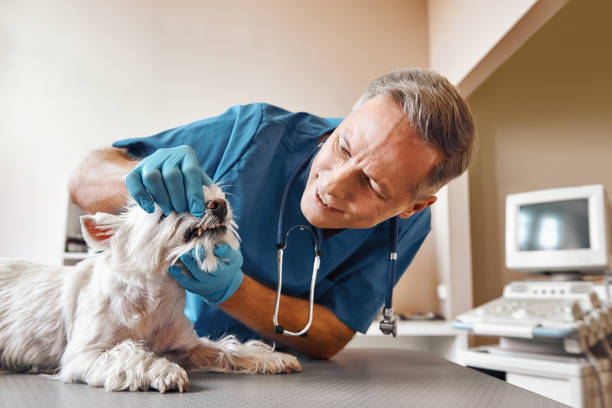 Best Same-Day Emergency Dentist in Black Hammock, FL